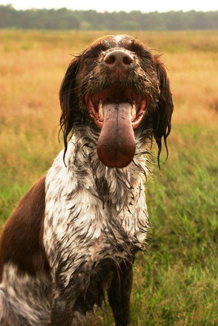 Mud....she loves it! French Brittany, Sprocker Spaniel, Dog Den, Muddy Dog, Springer Spaniel Puppies, Spaniel Art, Springer Spaniels, Cocker Spaniel Dog, Animal Antics