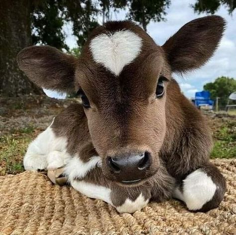 Fuzzy Cows, 2 Cows Aesthetic, Cows In Snow, Miniture Fluffy Cow, Feeding Cows Aesthetic, Cows In Sunset, Funny Rats, Cute Baby Cow, Baby Cow