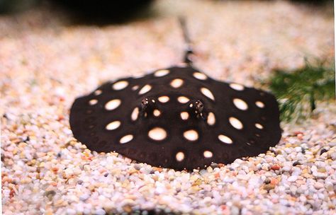 Baby Stingray at the National Zoo in DC. Photo by rightlySo via Flickr. Majestic Sea Flap Flap, Spotted Stingray, Sea Flap Flap, Baby Stingray, Sea Cow, Vet Student, Zoo Babies, Shark Fishing, Outdoors Quotes