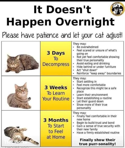 Feral Cat Shelter, Cat Behaviour, Heavenly Creatures, Cat Tips, Cat Whisperer, Cat Obsession, Cat Info, Cat Care Tips, Kitten Care