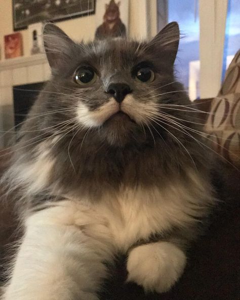 Cats Of The World, Mustache Cat, Cat Unique, Cat Beautiful, Handlebar Mustache, Hipster Cat, World Cat, Persian Cat, Cat Wall