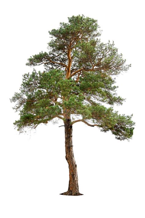 Pine tree stock image