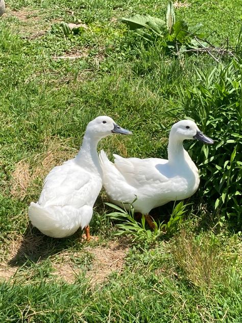 #cottagecore #cottagecoreaesthetic #cottagecoreanimals #ducks #farmcore Cottagecore Animals, Cottagecore Farm, Life Plans, Cottage Core Aesthetic, Life Plan, Future Life, House Inspo, Cottage Core, Ducks