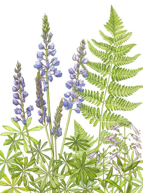 Lupine Botanical Illustration, Lupin Drawing Flower, Woodland Flowers Drawing, Watercolor Lupine Flower, Lupine Drawing, Lupine Art, Lupine Tattoo, Wildflower Drawing, Lupine Flowers