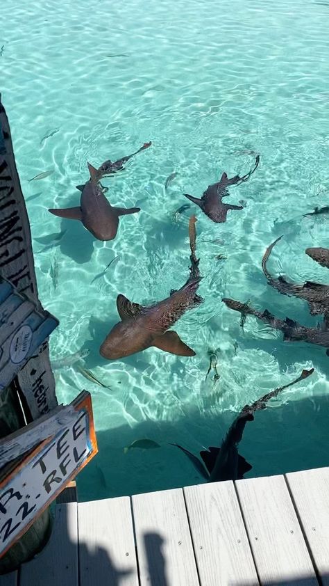 Bahamas Sharks, Bahamas Snorkeling, Bahamas Exuma, Sea Of Stars, Ocean Girl, Sea Serpent, Underwater Art, Beautiful Sea Creatures, Nassau Bahamas