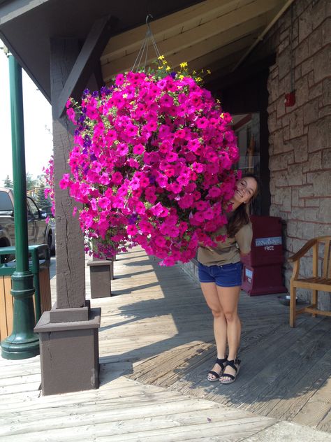 Hanging Petunia Baskets, Petunia Hanging Baskets, Petunia Flower, Hanging Flower Baskets, Hanging Basket, Jackson Hole, Flower Basket, Petunias, Gardening Ideas