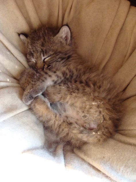 Snoozing Bobcat Kitten Cute Kitten Pictures, Baby Bobcat, Bobcat Kitten, Cute Aggression, Funny Animal Fails, Mother And Baby Animals, Heart Cats, Animal Fails, Fluffy Cats