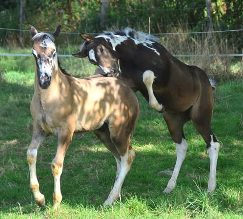 Draft Horse Foal, Face Markings, Foals Playing, Draft Cross Horse, Foal Laying Down, Quarter Horse Mare, Western Horses, Painted Horse, Sneak Attack