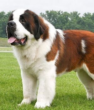 St Bernard @Neferast Baby Animals Real, Dog Breeds That Dont Shed, Dogs Big, Big Dog Breeds, St Bernard Dogs, Bernard Dog, Real Dog, Dog Help, Large Dog Breeds