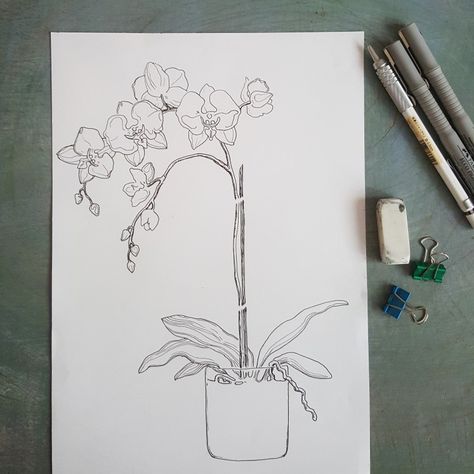 Drawing Of Orchids Flower, Orhidee Flowers Drawing, Moon Orchid Drawing, Orchid In Vase Tattoo, Drawing Of Orchids, Orchid In Pot Tattoo, Potted Orchid Tattoo, Orchid Flower Sketch, Cooktown Orchid Tattoo