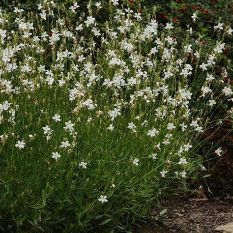 Gaura lindheimeri Belleza® White White Gaura, Black Eyed Susan Vine, Alchemilla Mollis, Passion Vine, Garden Mum, Plantain Lily, Honeysuckle Vine, Peruvian Lilies, Globe Amaranth