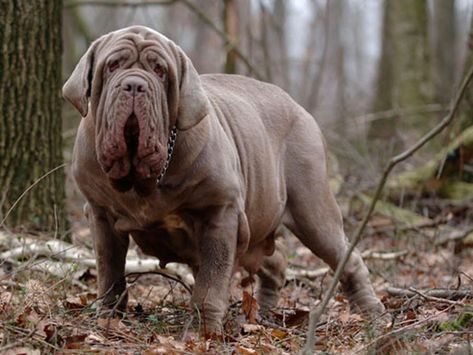 Top Ten Italian Dog Breeds | ITALY Magazine Neo Mastiff, Bolognese Dog, Italian Spinone, Italian Dogs, Herding Cattle, Impossible Pie, Cane Corsos, Neapolitan Mastiff, Neapolitan Mastiffs