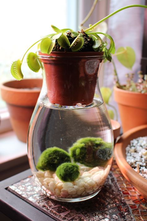 Marimo Moss, Marimo Moss Ball, Plante Carnivore, Bog Garden, Indoor Water Garden, Venus Flytrap, Plantas Bonsai, Plant Care Houseplant, Fly Trap