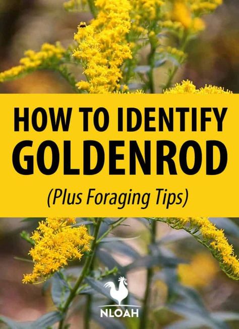 Tincture Recipes, Wild Cooking, Medicinal Gardening, Witches Apothecary, Goldenrod Flower, Medicinal Wild Plants, Food Foraging, Wild Foraging, Wild Food Foraging