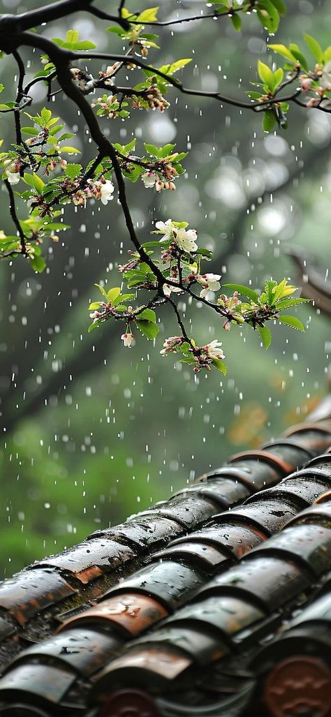 Rainy Wallpaper Iphone, Rainy Day Wallpaper, Rainy Wallpaper, Cozy Rainy Day, Day Wallpaper, Iphone Wallpaper Classy, Cool Pictures For Wallpaper, Hd Nature Wallpapers, Iphone Wallpaper Hd Nature