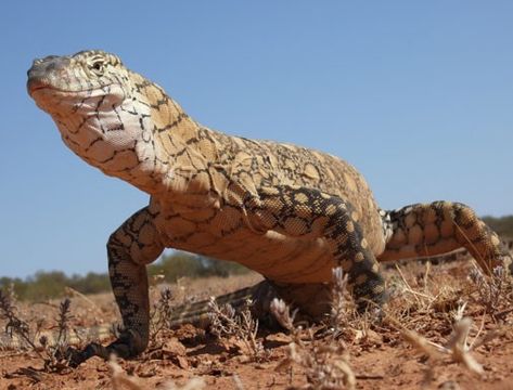 The perentie is the largest monitor lizard, mostly found in the desert areas of Western Australia. Lizard Dragon, Mess Hall, Saltwater Crocodile, Monitor Lizard, Australia Animals, City Slickers, Dude Ranch, Chameleons, Reptiles And Amphibians