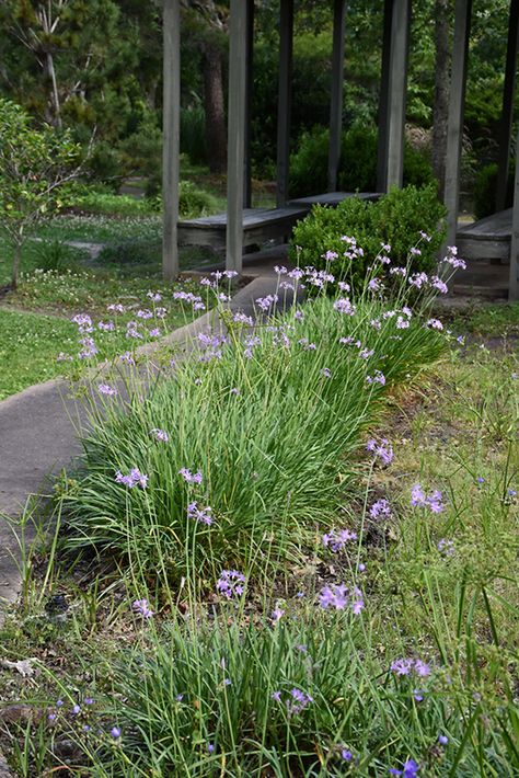 Society Garlic Landscape, Tulbaghia Violacea, Society Garlic, Garlic Flower, Annabelle Hydrangea, Florida Native Plants, Lafayette Louisiana, Backyard Plan, Orange Garden