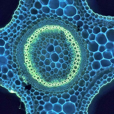 Cell cross-section under a microscope Microscopic Cells, Fluorescence Microscopy, Micro Art, Microscopic Photography, Micro Photography, Microscopic Images, Animal Cell, Plant Cell, Microscopes