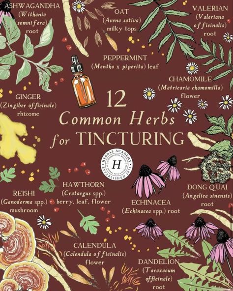 Tincture Recipes, Valeriana Officinalis, Herb Tinctures, Herbal Witch, Angelica Sinensis, Dong Quai, Withania Somnifera, Herbal Academy, Zingiber Officinale