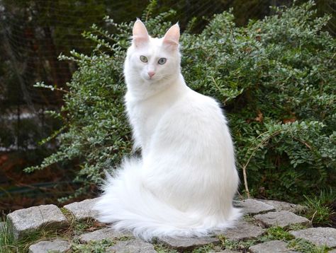 Turkish Angora Kitten, Albino Cat, Turkish Angora Cat, Angora Cats, Turkish Angora, Cat Biting, Animal Home, Cat Reference, Types Of Cats