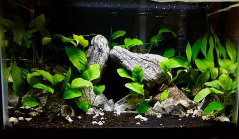 White Sand Planted Aquarium, Ohko Stone Aquascape, Birch Aquarium, Seiryu Stone Aquascape, Anubias Plant Aquarium, Fish Tank Design, Tank Design, Natural Rock, Freshwater Aquarium