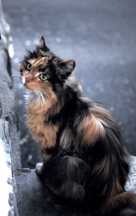 Pretty Tortoiseshell Cat, Chocolate Tortoiseshell Cat, Tortoise Shell Cat Aesthetic, Dilute Tortie Cat, Tortie Cat Aesthetic, Wcue Tortie Morphs, Tortoiseshell Cat Aesthetic, Tortishell Cat Aesthetic, Dark Tabby Cat