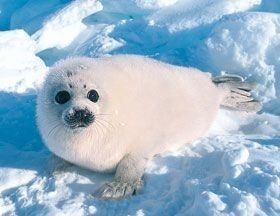 Harp Seal Pup, Baby Harp Seal, Leopard Seal, Cute Seals, Home Purchase, Seal Pup, Baby Seal, Cute Small Animals, Silly Animals