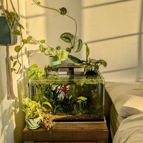 Glowing morning 🌅 #aesthetic #aquarium Terrarium Aesthetic, Plants In Aquarium, Plant Widget, Morning Sunrise Aesthetic, Good Morning Aesthetic, Aesthetic Aquarium, Lantern Terrarium, Aquatic Turtle Tank, Goldfish Aquarium