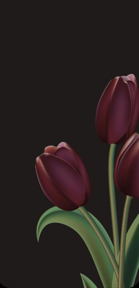 Lock Screen Wallpaper Tulips, Pink Tulip Wallpaper, Tulips Wallpaper Aesthetic Dark, Red Tulips Aesthetic Wallpaper, Tulips Live Wallpaper, Hd Tulip Wallpaper, Beautiful Hd Wallpapers, Wonderful Wallpapers, Decent Wallpapers