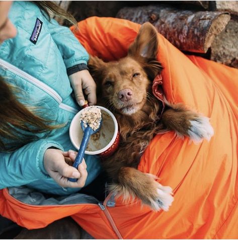 Camping Aesthetic, Dog Camping, Dog Adventure, Camping With Kids, Camping Car, Go Camping, Tag A Friend, Camping Trips, Dog Life