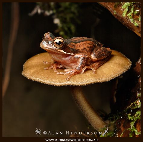 Toad Photograph, Toad Picture, Swamp Frog, Frog Photography, Shape Language, Common Frog, Frog Painting, Photos Animals, Macro Photographers