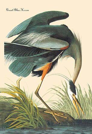 Hr Image, Audubon Prints, Heron Art, Illustration Kunst, Audubon Birds, James Audubon, Birds Of America, Great Blue Heron, Large Art Prints