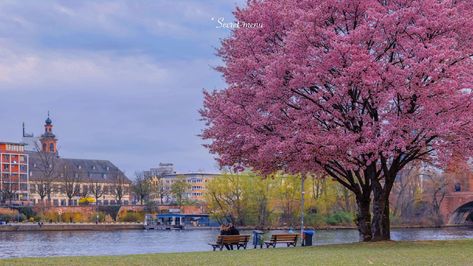 Cherry Blossom Laptop Wallpaper Hd, Labtob Wallpaper Hd Desktop, Cherry Blossom Wallpaper Desktop, Sakura Trees, Japan Cherry Blossom, Cherry Blossom Wallpaper, 4k Wallpapers For Pc, Japan Sakura, Wallpaper Landscape