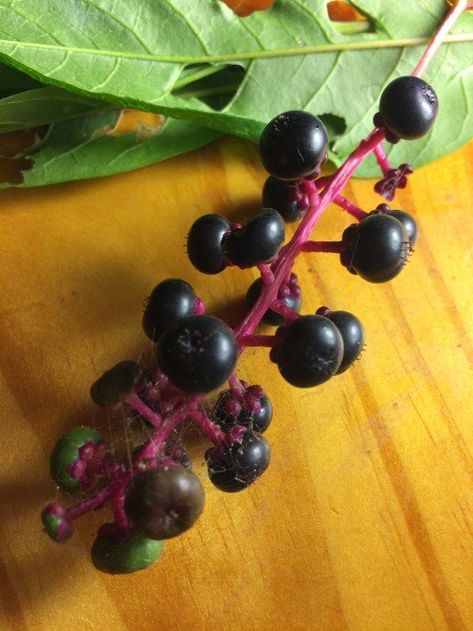 Fully ripe berries. Don't harvest plant. Poke Berries, Water Hemlock, Poke Salad, Benefits Of Berries, Foraging Recipes, Edible Wild Plants, Berry Plants, Poisonous Plants, Herbal Apothecary