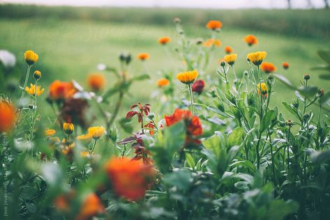 A bunch of wild flowers in a green field on a bright spring day. Wild Flower Asthetics, Garden Corner Ideas, Yellow Wild Flowers, Floral Branding, Flower Garden Ideas, Girl Power Tattoo, Corner Ideas, Garden Corner, Wild Meadow