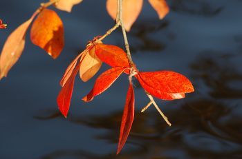 Use plants for wet areas as a solution to drainage problems. Vegetation (native plants are often a great choice) has the advantage of offering good looks. Best Perennials For Shade, Tupelo Tree, Marsh Marigold, Twig Dogwood, Gardening Decor, Swamp Milkweed, Stunning Flowers, Sustainable Gardening, Native Plant Gardening