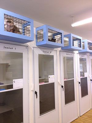 Cage Free Dog Boarding, Cat Boarding Kennels, Cat Boarding Ideas, Dog Kennel Inside, Pet Hotel Design, Dog Boarding Ideas, Animal Shelter Design, Pet Daycare, Dog Boarding Facility