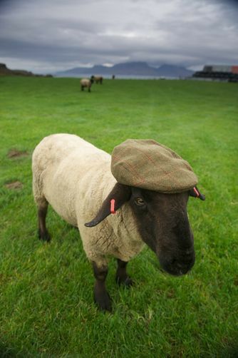 Hebrides Scotland, Current Aesthetic, St Anthony, Creative Images, Uh Oh, Silly Animals, Cute Creatures, The Grass, A Train