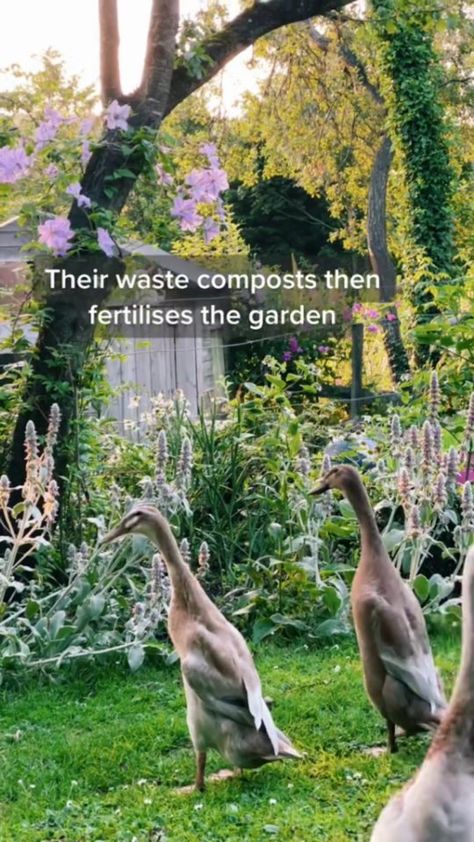 gardening.stagram on Instagram: Some info about our runner ducks 🦆 obviously do your research before getting any pets. This is why we got them ❤️ * * 🎥 Credit: @… Running Ducks Garden, Runner Ducks Coop, Runner Ducks In Garden, Farm Ducks, Quail Coop, Duck Coop, Runner Ducks, Family Homestead, Pet Ducks