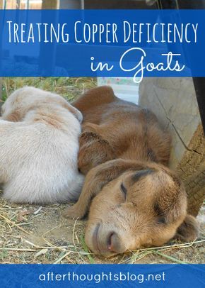 Copper Deficiency, Goat Life, Keeping Goats, Goat Health, Totes Ma Goats, Pygmy Goats, Goat House, Raising Farm Animals, Goat Care