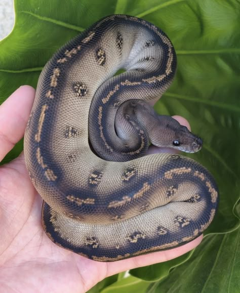 Pretty Ball Pythons, Rare Ball Python Morphs, Rare Snakes, Snake Morphs, Dream Snake, Snake Enclosure, Green Python, Pet Snakes, Cute Snakes