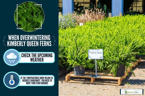 How To Overwinter Kimberly Queen Ferns - GardenTabs.com Kimberly Queen Fern, Zone 9, Overwintering, Winter Season, The Winter, Fern, Fun Things To Do, Yard, Queen