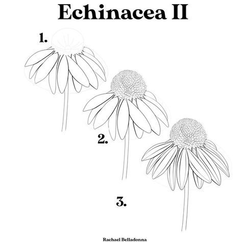 Previously Silly Rachael on Instagram: "✨Echinacea II. It’s not a secret that I loooove coneflowers. I think they’re such a fun flower to illustrate so here is one more (last one I swear) echinacea tutorial! Remember to save and use it when you’re ready to create! . . . . . . . . #coneflower #coneflowers #echinacea #echinaceapurpurea #echinaceaflower #floralsyourway #botanicallinedrawing #botanicalillustrations #botanicalillustration #modernflorals #modernflorals101 #showmeyourflorals #wtfl How To Draw Cone Flowers, Echinacea Drawing, Coneflower Drawing, Ako Kresliť, Spirit Drawing, Nanny Life, Botanical Sketchbook, Ceramic Projects, Cats Art Drawing