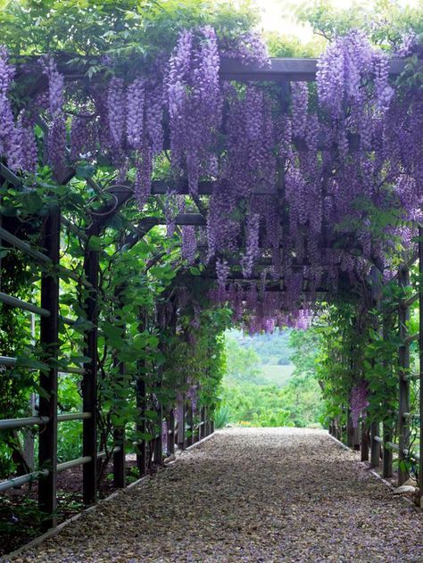 15 Climbing Vines for Lattice, Trellis or Pergola : Outdoors : Home & Garden Television Wisteria Arbor, Pergola Pictures, Flowers Hanging, Garden Vines, Desain Lanskap, Backyard Pergola, The Secret Garden, Pergola Plans, Pergola Patio