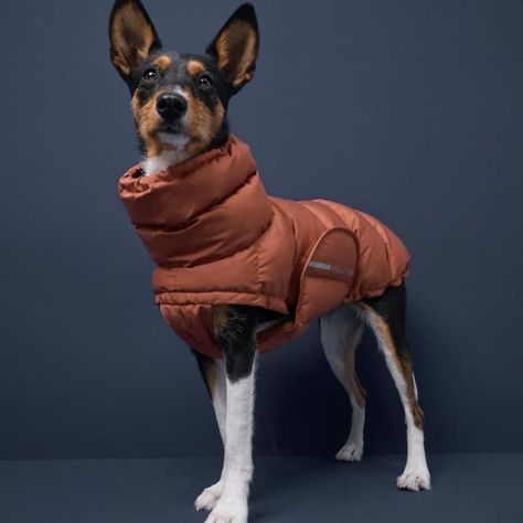 Dog Travel Bed, Pet Coats, Cute Dog Clothes, Dog Winter Coat, Dog Coat, Dogs Pooping, Dog Wear, Dog Jacket, Winter Dog