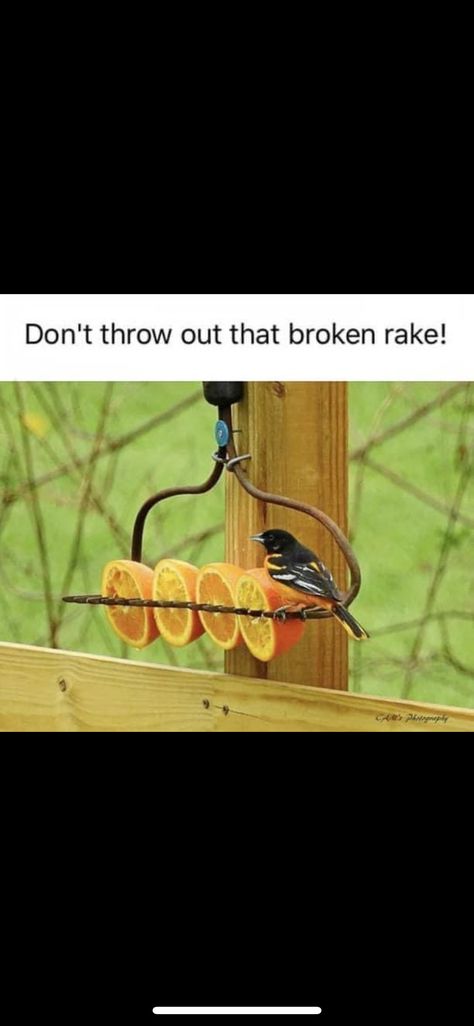 Diy Backyard Bird Sanctuary, Backyard Birds Sanctuary Ideas, Backyard Butterfly Sanctuary, Backyard Bird Sanctuary, Diy Foraging Toys For Birds, Diy Safe Bird Toys, Butterfly Bat, Backyard Birds Sanctuary, Diy Birds