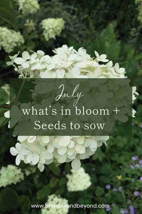 Flowers in Season in July: What to Sow and Grow 1 July Flowers In Season, Flowers In Season, Gardening Calendar, Summer Display, Growing Sweet Peas, July Flowers, Late Summer Flowers, Sustainable Flowers, Sustainable Gardening