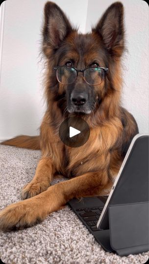 Trying Something New, Funny Dog Videos, Do You Like It, Dog Gifs, Try Something New, Job Interview, Let Me Know, Something New, Pet Dogs