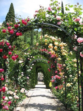 10 Rose Arch Ideas: Which Roses Are Best for Archways? 10 Garden Archway, Rose Garden Design, Rose Arbor, Rose Belle, Garden Arches, Climbing Roses, Gorgeous Gardens, Alam Yang Indah, Garden Cottage