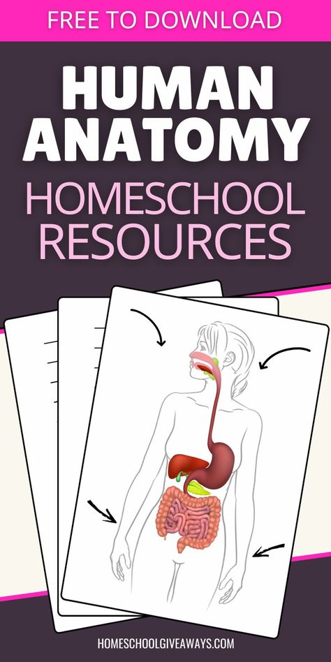 If you are learning about the human body in your homeschool, then these free human anatomy worksheets and printables will be a great science resources to supplement your science curriculum. Human body lesson | Teaching homeschool | Human anatomy | Human body printables | Human body unit study Human Anatomy Worksheets, Human Body Homeschool, Anatomy Worksheets, Human Body Systems Projects, Body Systems Project, Human Body Science Projects, Human Body Lesson, Human Body Vocabulary, Body Systems Worksheets